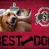 Discount - Ohio State Buckeyes Best Dog Clip Frame